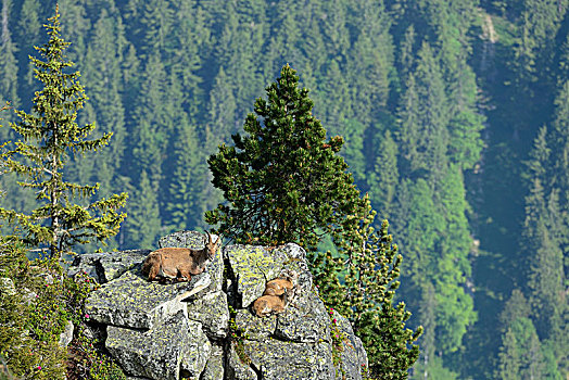 阿尔卑斯野山羊,羱羊,成年,两个,小动物,躺着,石头,石板,伯恩高地,伯恩,瑞士,欧洲