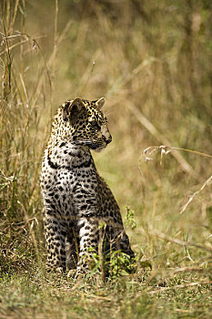 豹,幼兽,马赛马拉,肯尼亚,非洲