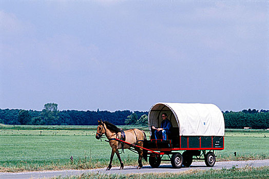 男人,骑,马,篷车,通过,地点,荷兰
