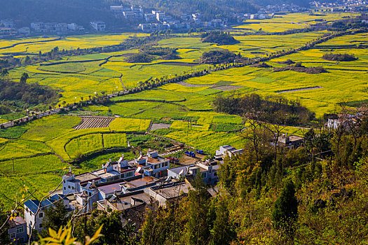 万峰林春色