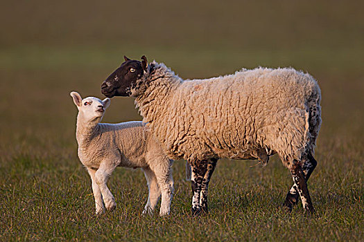 绵羊,羊羔,母羊,草场,英国,欧洲