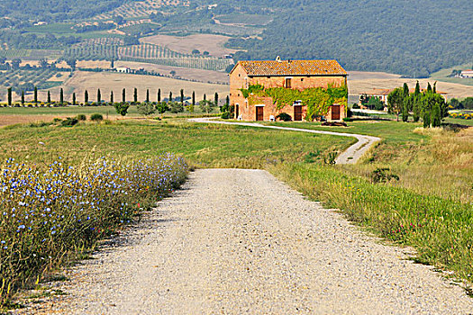 泥土路,随着,农舍,夏天,圣奎利克道尔恰,锡耶纳省,托斯卡纳,意大利