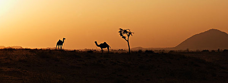 剪影,两个,骆驼,黄昏,普什卡,拉贾斯坦邦,印度