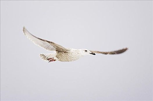 海鸥,飞行,北海道,日本