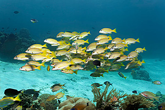 鱼,鱼群,蓝色,条纹,鲷鱼,游动,高处,珊瑚礁,岛屿,班达海,太平洋,印度尼西亚,亚洲