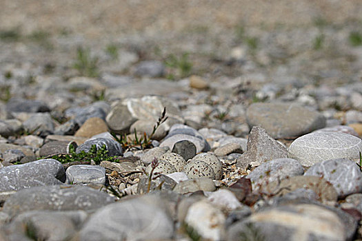 蛋,金眶鸻,砾石,堤岸,巴伐利亚,德国,欧洲