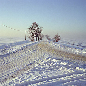 波兰,挨着,伏特加酒,田园景色,街道,树,冬天,西里西亚,风景,冬景,乡间小路,道路,阔叶树,积雪,雪,寒冷,季节,自然,无人,叶子,安静