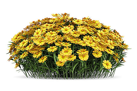黄色,堆心菊,花,隔绝