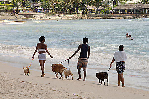 两个女人,一个,男人,走,狗,海滩,马埃岛,塞舌尔,非洲