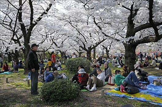 日本人,庆贺,花,樱桃树,植物园,京都,日本,亚洲