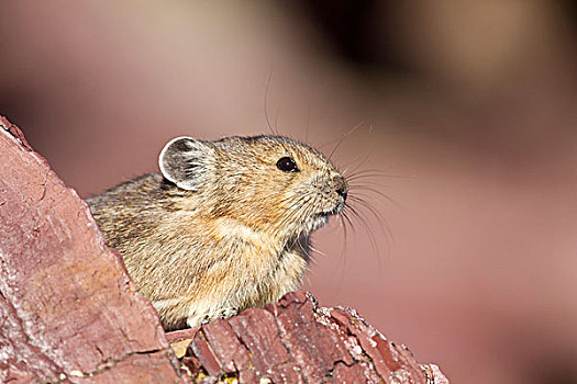 鼠兔,冰川国家公园,蒙大拿,美国