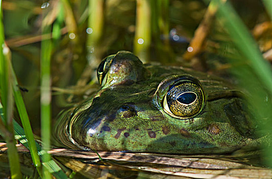 牛蛙,休息,水塘,阿斯托里亚,俄勒冈,美国