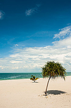 两个,小,树,海滩,兰卡威