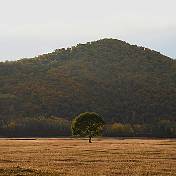 山谷湿地