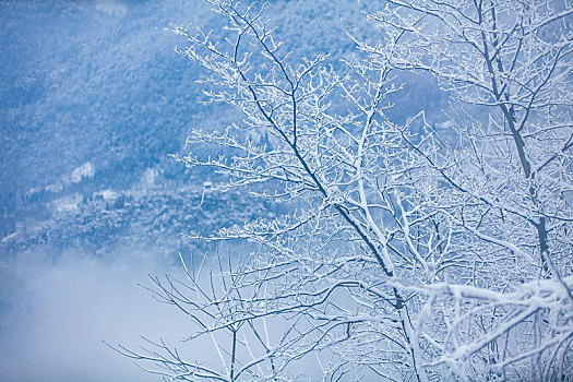 西岭雪山大雪的美丽风景