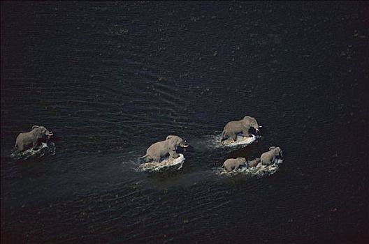 非洲象,水,奥卡万戈三角洲,博茨瓦纳