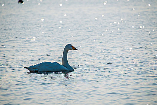山东威海烟墩角海边天鹅湖边一只游弋的天鹅