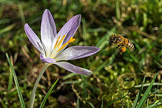 蜜蜂,接近,藏红花,紫罗兰,巴登符腾堡,德国,欧洲