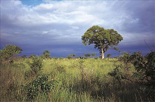 树,草地,克鲁格国家公园,南非