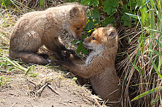红狐,狐属,玩,卡特麦国家公园,阿拉斯加