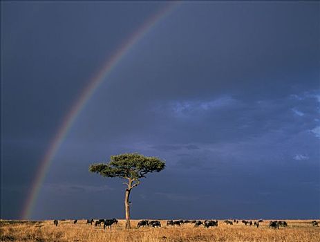 彩虹,马赛马拉,角马,放牧,干燥,草原