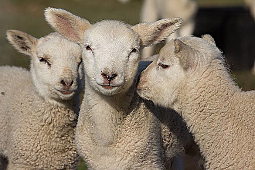 家羊,绵羊,羊羔