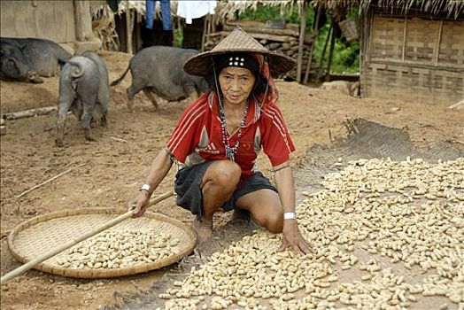 女人,阿卡族,部落,戴着,稻米,帽子,弄干,花生,禁止,乡村,保护区,省,老挝,东南亚