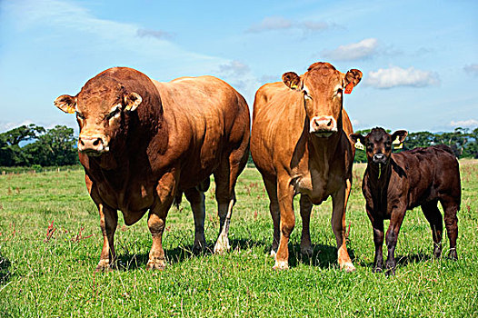农业,利莫辛,牛市,母牛,幼兽,站立,并排,绿色,草场,英国