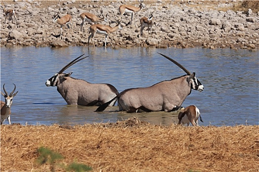 长角羚羊,羚羊,纳米比亚