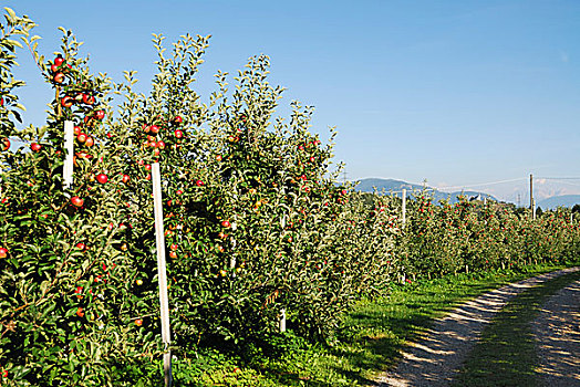 苹果,种植园