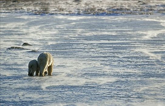 北极熊,动物,哈得逊湾,加拿大,北美