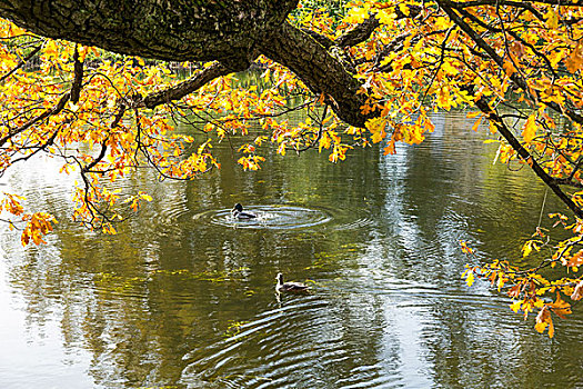 秋天,黄色,橡树,公园,靠近,水塘,两只,鸭子