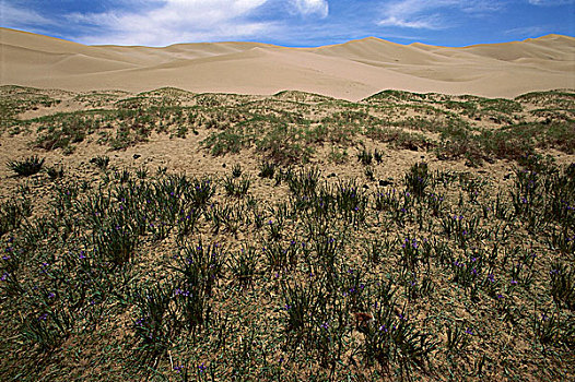 植被,沙丘,纯,后面,戈壁沙漠,蒙古