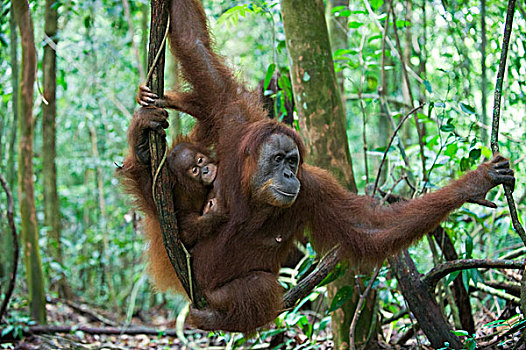 苏门答腊猩猩,母亲,哺乳,两个,一半,幼仔,休息,藤蔓植物,古农列尤择国家公园,北方,苏门答腊岛,印度尼西亚