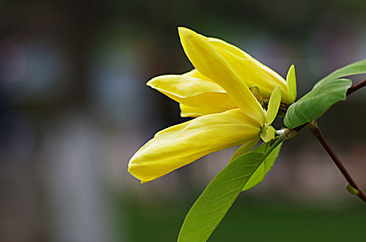 黄色玉兰花