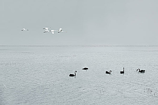 湖泊中飞行的天鹅