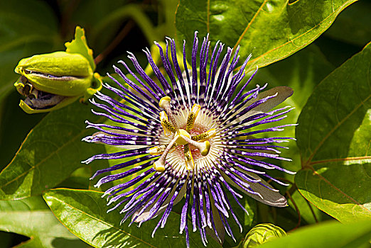西番莲属,紫色,迅速,多年生植物,藤,印度