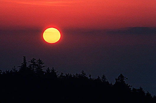 太阳,球,上方,树林,山坡,不列颠哥伦比亚省,加拿大