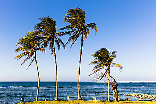 椰树,树,海洋,古巴