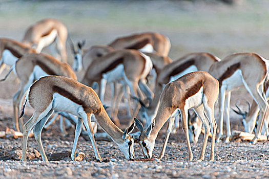 跳羚,水坑,卡拉哈迪大羚羊国家公园,北开普,南非,非洲