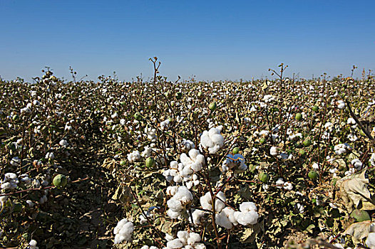 棉花,植物,地点,乌兹别克斯坦,亚洲