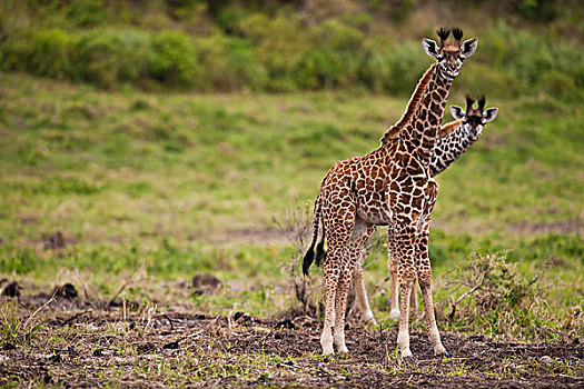 两个,怪异,长颈鹿,看,好奇,阿鲁沙,国家公园,坦桑尼亚,非洲