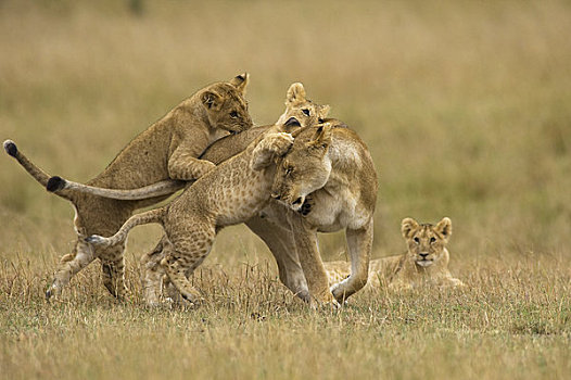 幼狮,玩,母兽