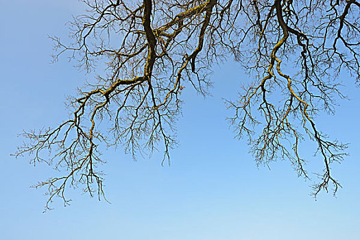 枝条,橡树,栎属,栎树,施佩萨特,黑森州,德国