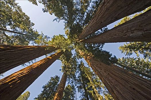 巨杉,仰视,巨大,树林,红杉国家公园,加利福尼亚,美国