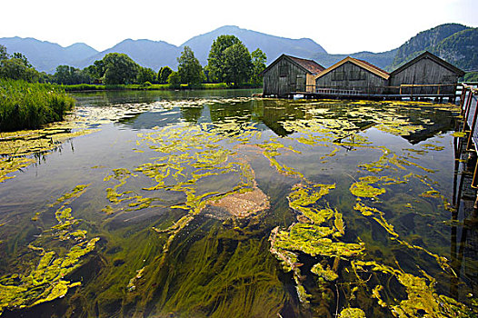 藻类,害虫,科赫尔湖,岸边,靠近