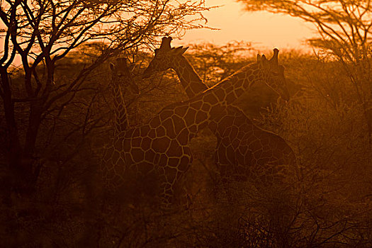 两个,网纹长颈鹿,长颈鹿,日落,野生动物,肯尼亚,非洲
