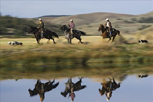 牛仔,骑,家养马,马,群体,旁侧,水塘,狗,俄勒冈