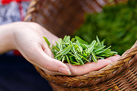 美女,亚洲人,女孩,挑选,茶