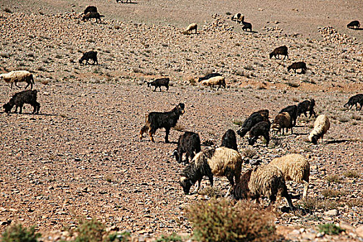 山羊,摩洛哥